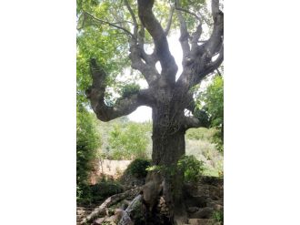 Muğla’daki Anıt Ağaçların Envanteri Çıkarıldı