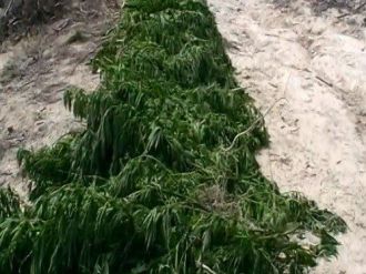 Denizli’de 4 Bin 441 Kök Kenevir Ele Geçirildi