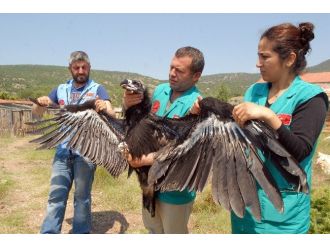 Zehirli Hayvan Leşleri, Yaban Hayatını Etkiliyor