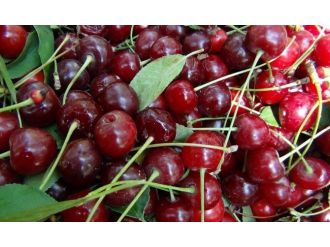 Vişnede Buruk Hasat