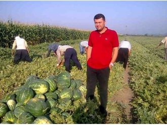 Tarlada 15 Kuruş Olan Karpuzun Fiyatı Nakliyesini Bile Karşılamıyor