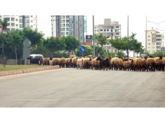 Mersin’de Kent İçinde Kümes Ve Ahırda Hayvan Besleyenlere Cezai İşlem