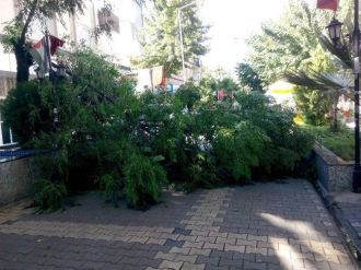 Devrilen Ağaç Caddeyi Kapattı