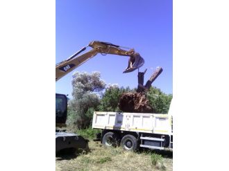 Foça’da Ağaçlar Kesilmedi, Taşındı