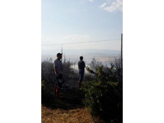 Raylardan Çıkan Kıvılcım Ormanı Yaktı