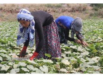 (Özel Haber) 40 Lira İçin 40 Derece Sıcakta Tarlada Çalışıyorlar