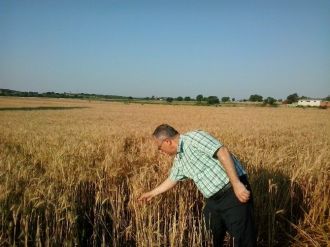 Tmo Hububat Alımlarına Devam Ediyor