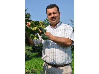 Fındık’ta Yaprak Analizleri Başladı