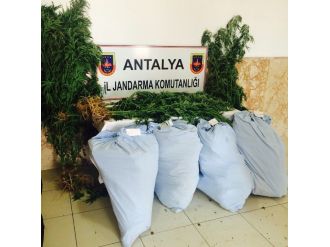 Ormanlık Alanda Uyuşturucu Tarlası