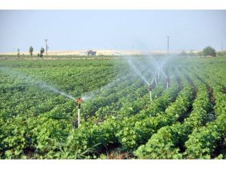 Aşırı Sıcak Hava Ve Elektrik Kesintisi Çiftçiyi Vurdu