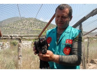 Konuşturulmaya Çalışılan Karga Rehabilitasyona Alındı