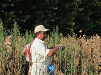 Haşhaş Kapsülü Hasadı Başlandı