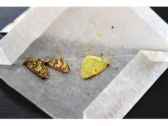 Gümüşhane’de Japon Biyokaçakçılara Suçüstü Yapıldı