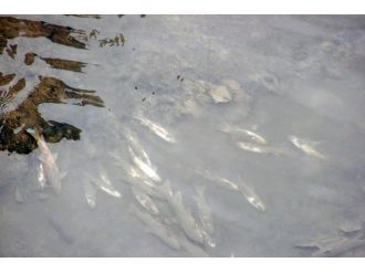 Harşit Çayı’ndaki Balık Ölümleri