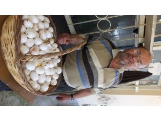 Köy Yumurtası İlgi Gördü