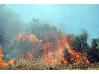 Didim’de Orman Yangını Sahile Doğru İlerliyor