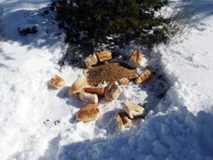 Belediyemiz Hayvanları da unutmadı