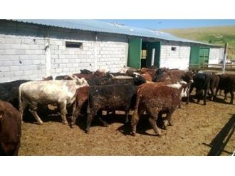 Altuner’den Besi Çiftliklerine Ziyaret