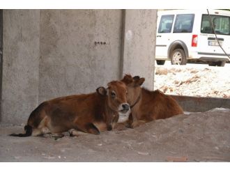 Sıcaklar Başıboş Hayvanları Da Etkiliyor