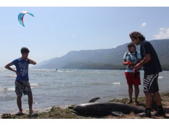 Akyaka Sahiline Ölü Yunus Vurdu