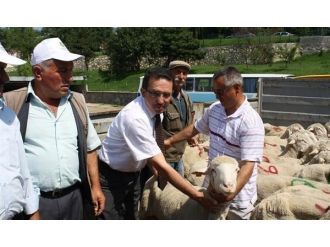 Kastamonu’da Merinos Irkı Damızlık Koç Dağıtımı Yapıldı