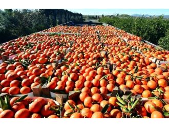 Narenciyenin Kurtuluşu Uzun Hasatta