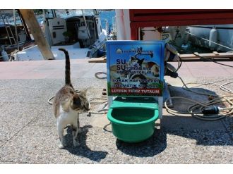 Foça’da Can Dostlara Özel Su Kabı