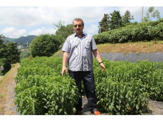 Rize’de ’Asrın Bitkisi’ Üretildi