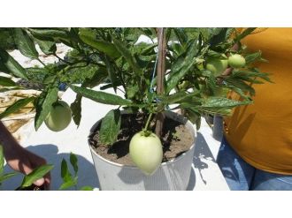 Burhaniye’de Pepino Üretimine Başlandı