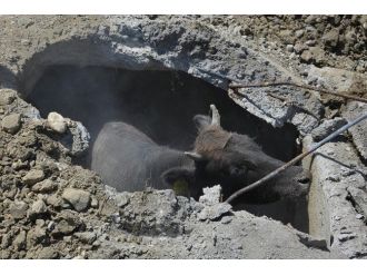 İnek Kurtarma Operasyonu