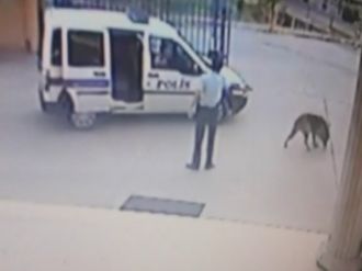 (Özel) Köpek Efe’yi Vuran Komiser Yardımcısı Hakkında İddianame Hazırlandı