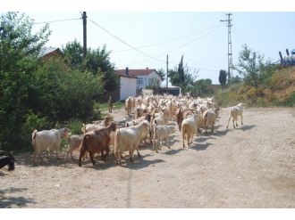 Ölüm Merada Yakaladı