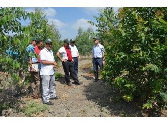 Okaliptüs Endüstriyel Plantasyon Çalışmalarında Hedef Yıllık 100 Hektar