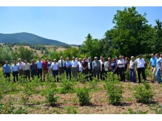 Yaban Mersini İlk Meyvesini Verdi