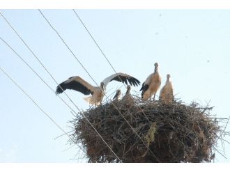 Elektrik Direğinde Leylek Ailesi