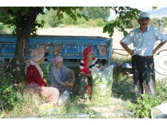 Tarlada Sıcak Havada Çalışanların Oruçla İmtihanı