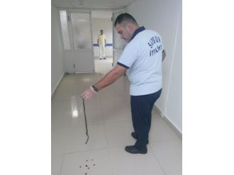 Hastanede Yılan Operasyonu