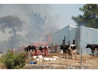 Çanakkale’de Hayvan Çiftliğinde Yangın