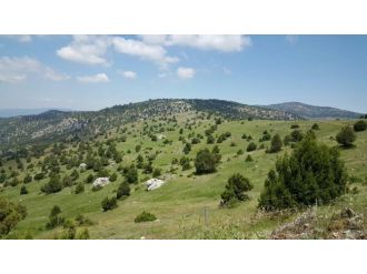 Dinar’da Orman Rehabilitasyon Çalışmaları