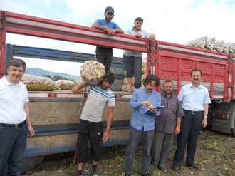 Niksar’da Patates Hasadı Devam Ediyor