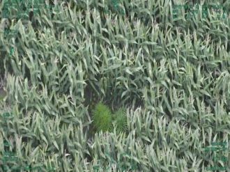 Mısır Tarlasına Helikopter Destekli Uyuşturucu Operasyonu