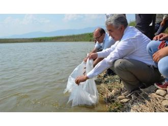 Aydın’da 15 Adet Tatlı Suya 172 Bin 500 Adet Yavru Sazan Bırakıldı