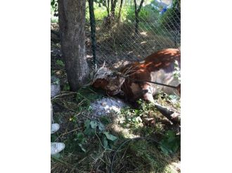 Foseptik Çukuruna Düşen İneği İtfaiye Çıkardı