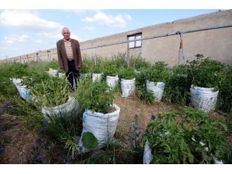 Patatesleri Un Çuvalında Yetiştiriyor