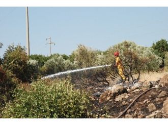 Didim’de 40 Dekar Tarım Arazisi Zarar Gördü
