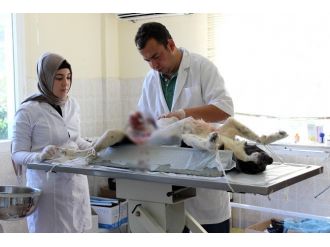 Hatay’da Sahipsiz Hayvanlar Barınakla Buluşuyor