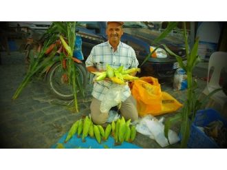 Burhaniye’de Taze Süt Mısır İlgi Gördü