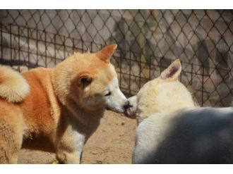 Askeri Kamp Gibi Köpek Akademisi
