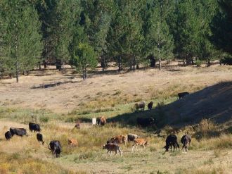 İnekler Otluyor Yangınlar Azalıyor