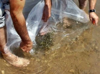 Sakarya’da Göletlere 53 Bin Sazan Balığı Yavrusu Bırakıldı